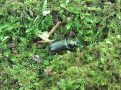 Platycerus caprea