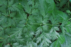 Pleurospermum uralense