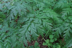 Pleurospermum uralense