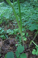 Pleurospermum uralense