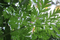 Pleurospermum uralense