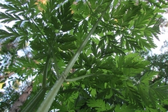 Pleurospermum uralense