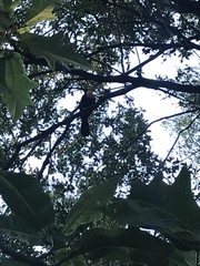 Ramphastos dicolorus