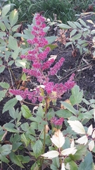 Astilbe × arendsii