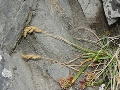 Trisetum arduanum