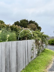 Platycercus caledonicus