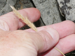 Trisetum arduanum