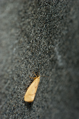 Notata parva