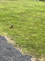 Platycercus caledonicus