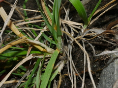 Trisetum arduanum