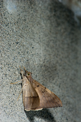 Oxyodes scrobiculata