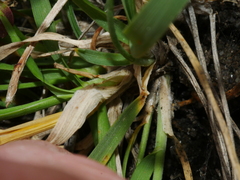Trisetum arduanum