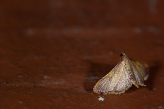 Endotricha olivacealis