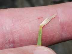 Trisetum arduanum