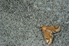 Eoophyla gibbosalis