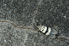 Heortia vitessoides
