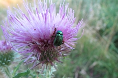 Cryptocephalus sericeus