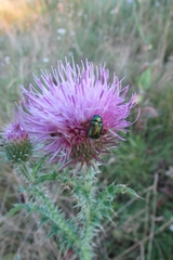 Cryptocephalus sericeus