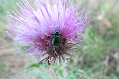 Cryptocephalus sericeus