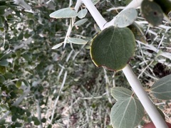 Ceanothus leucodermis