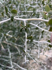 Ceanothus leucodermis
