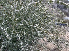 Ceanothus leucodermis