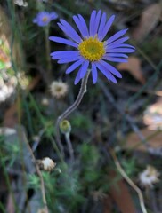 Olearia ciliata