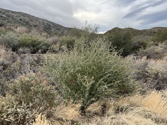 Ceanothus leucodermis