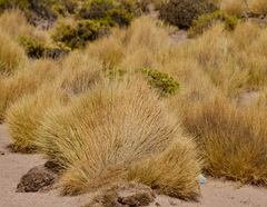 Festuca chrysophylla