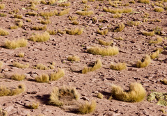 Festuca chrysophylla