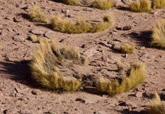 Festuca chrysophylla