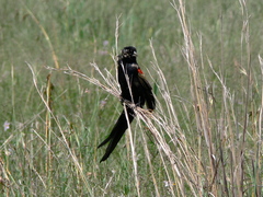 Euplectes progne