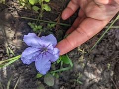 Ruellia caroliniensis
