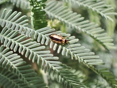 Monolepta subsuturalis