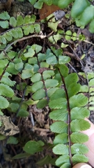 Asplenium tripteropus
