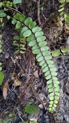 Asplenium tripteropus