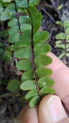 Asplenium tripteropus