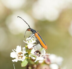 Stenoderus suturalis