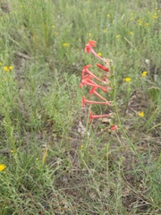 Ipomopsis aggregata