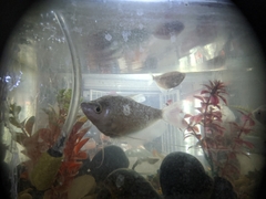 Trichopodus microlepis