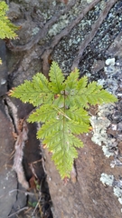 Davallia trichomanoides