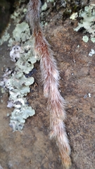 Davallia trichomanoides