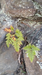 Davallia trichomanoides