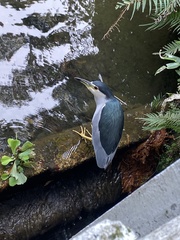 Nycticorax nycticorax nycticorax