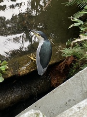 Nycticorax nycticorax nycticorax