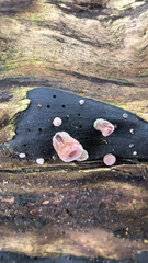 Auricularia cornea