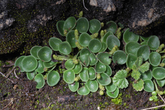 Peperomia verruculosa