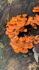 Favolaschia calocera
