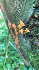 Favolaschia calocera