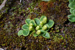 Peperomia verruculosa